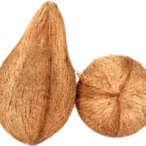 Coconut Large Kalash