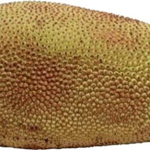 Jackfruit Raw