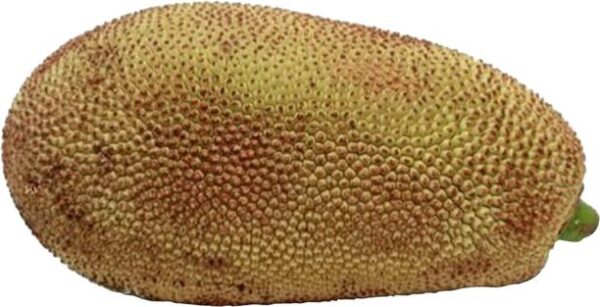 Jackfruit Raw