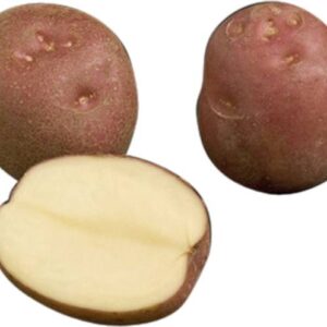 Potato Surya Premium