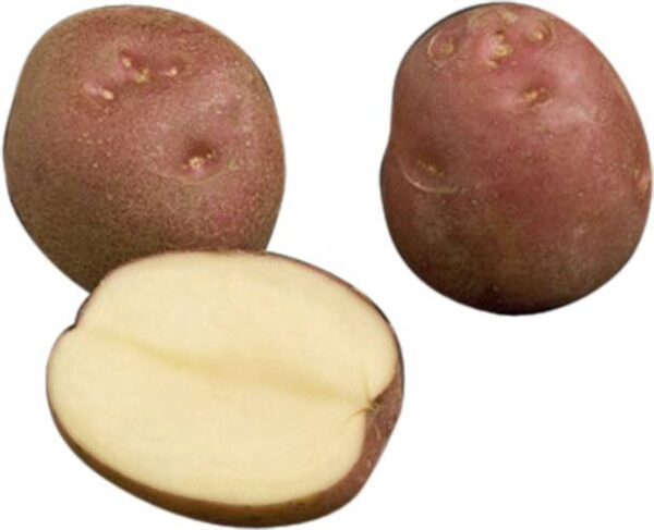 Potato Surya Premium