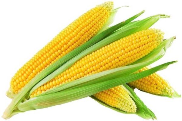 Namdhari’s FRESH Sweet Corn