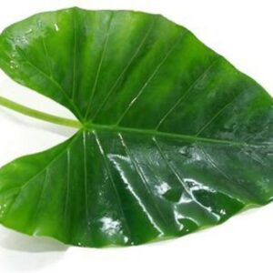 Colocasia Leaf