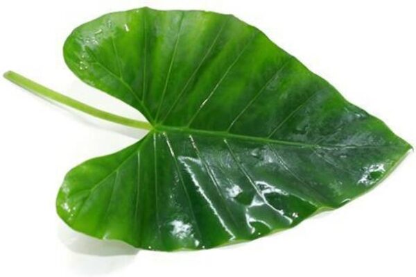 Colocasia Leaf