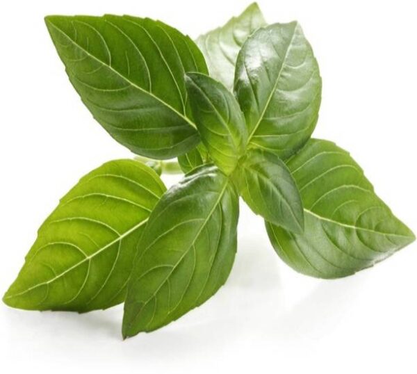 Basil – Italian