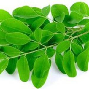 Moringa Fresh