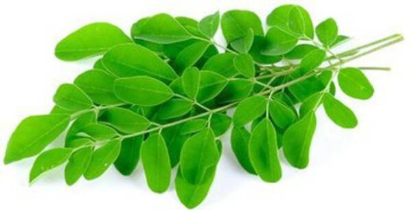 Moringa Fresh