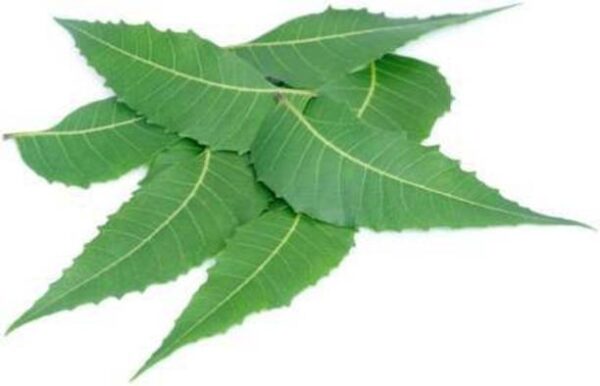 Neem Leaves