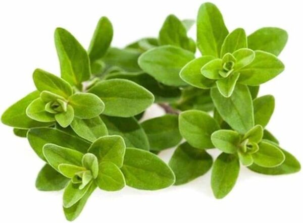 Namdhari’s FRESH Oregano Leaves