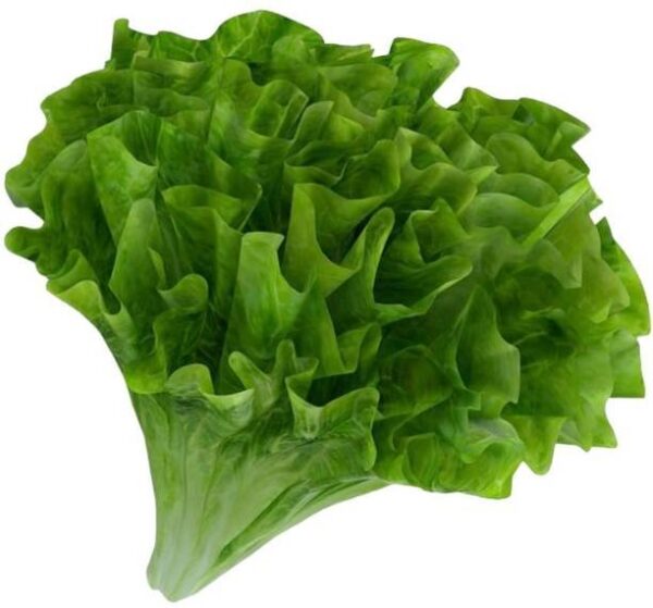 Lettuce Summer Crisp