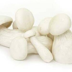 Milky Mushroom