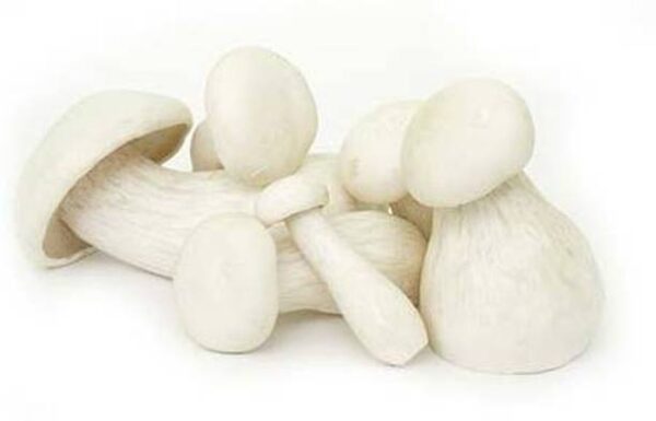 Milky Mushroom