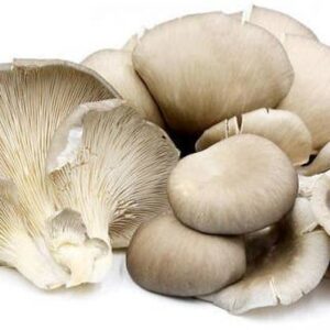 Mushroom Oyster