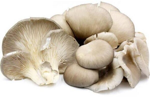 Mushroom Oyster