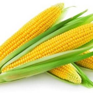 Baby Corn Unpeeled