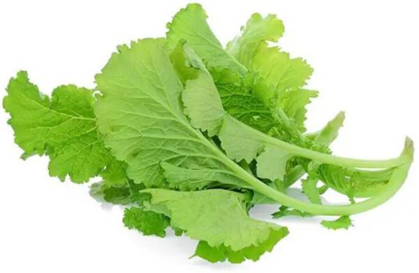 Mustard leaves Leafy