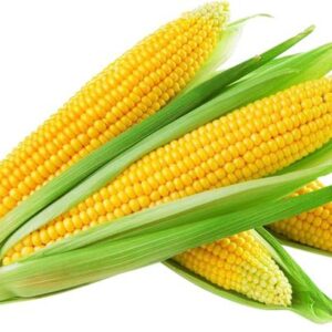 Sweet Corn American