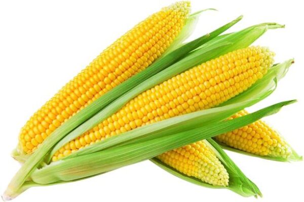 Sweet Corn American