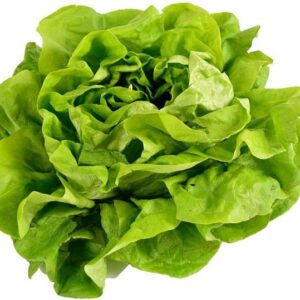 Butterhead Lettuce