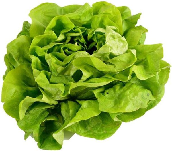 Butterhead Lettuce