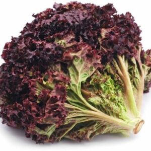 Lettuce Red Oak