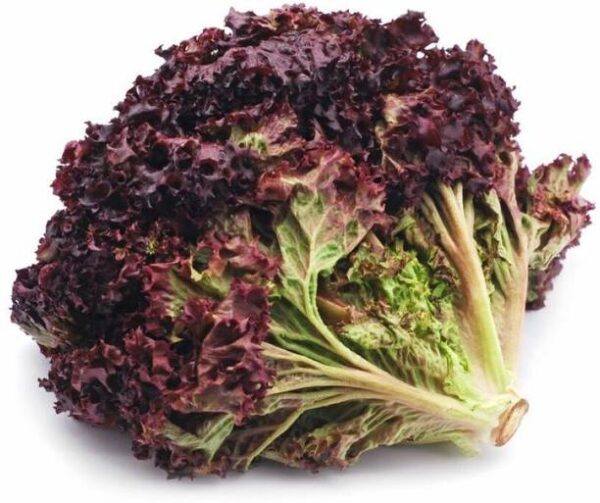 Lettuce Red Oak