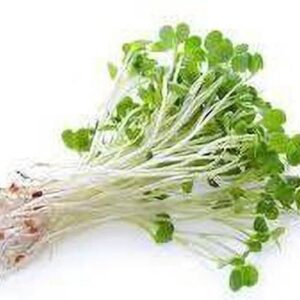Alfalfa Sprouts Peeled