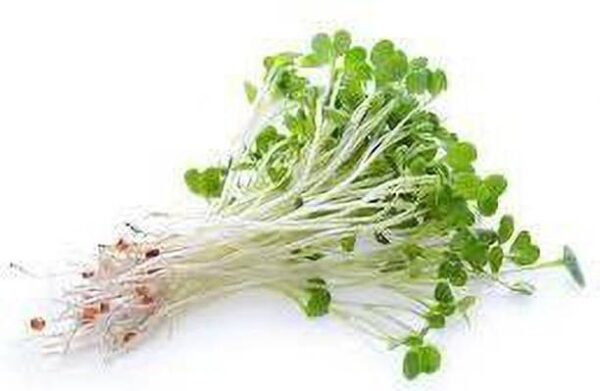 Alfalfa Sprouts Peeled