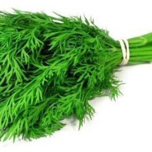 Dill Leaf