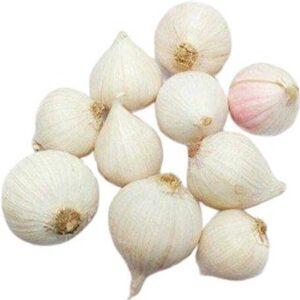 Fresh Garlic Ekali
