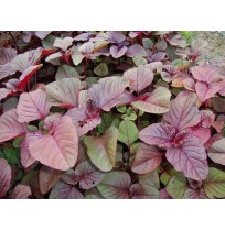 Amaranthus (thandu) Red