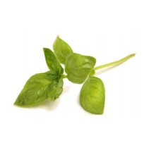 Basil Fresh (50gms)