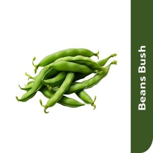 Starfresh Bush (French) Beans