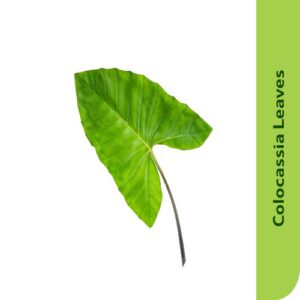 Starfresh Colocassia(Arbi) Leaves Bunch