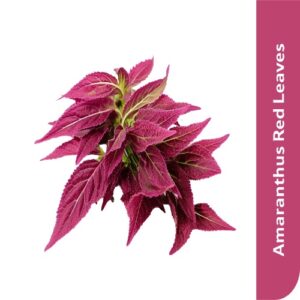 Starfresh Amaranthus Red Leaves Bunch