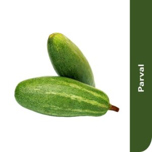 Starfresh Gourd Pointed (Parval)
