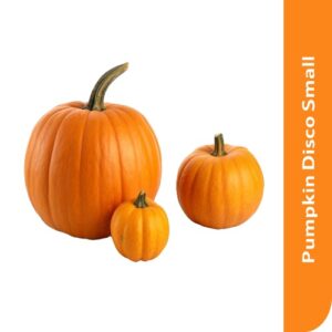 Starfresh Pumpkin Disco (Small)