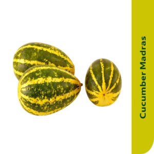 Starfresh Cucumber Madras