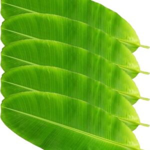 Banana Leaf
