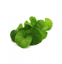 Brahmi Leaves (Vallarai) - 20gms - Natti