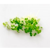 Micro Greens - SPICY MIX (Harvested, 50gms)