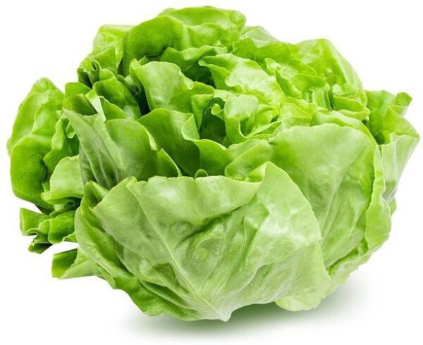 Lettuce Butterhead