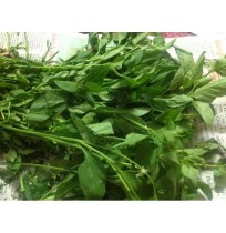 Manathakalli Keerai (Kaasi Soppu) - WILL BE D...