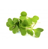 Micro Greens - Arugula/ Rocket (50gms, Harves...