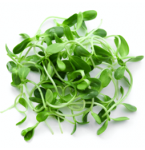 Micro Greens - White Raddish (50gms, Harvest...