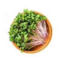 Micro Greens - Pink Raddish (50gms, Harveste...