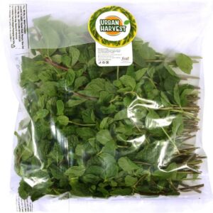 Urban Harvest Premium Fresh Mint Leaves - Without Roots