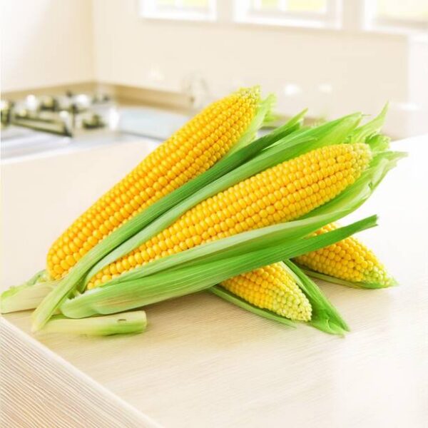 Sweet Corn