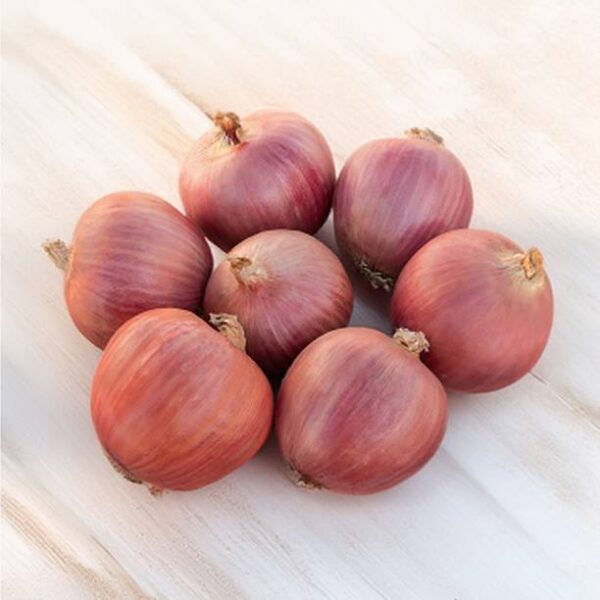 Onion
