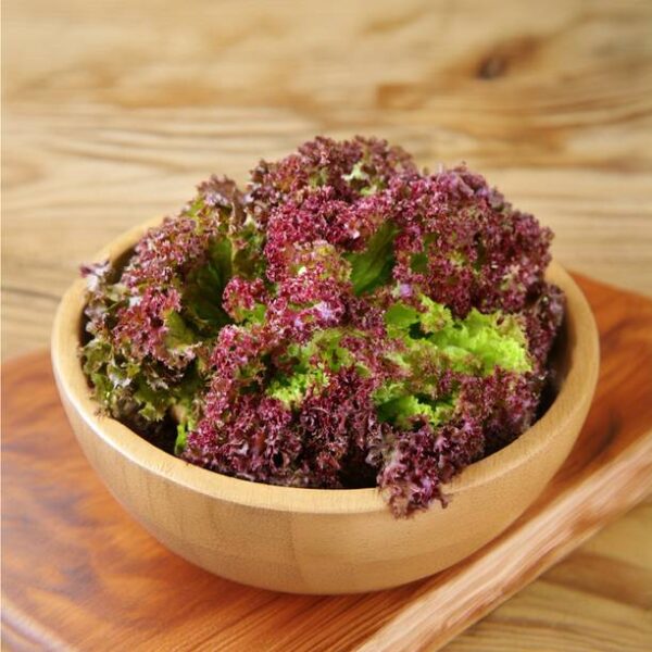 Lettuce Lollo Rosso